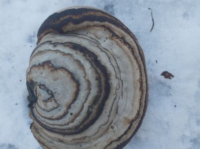 Pr&aacute;chnovec kopytovit&yacute;