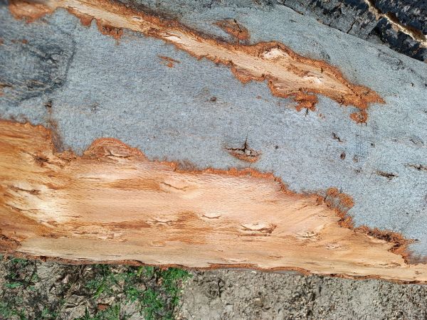 Beech bark beetle