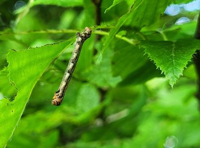 Piadivka pomarančov&aacute;