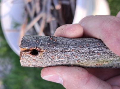 Vrz&uacute;nik osikov&yacute;