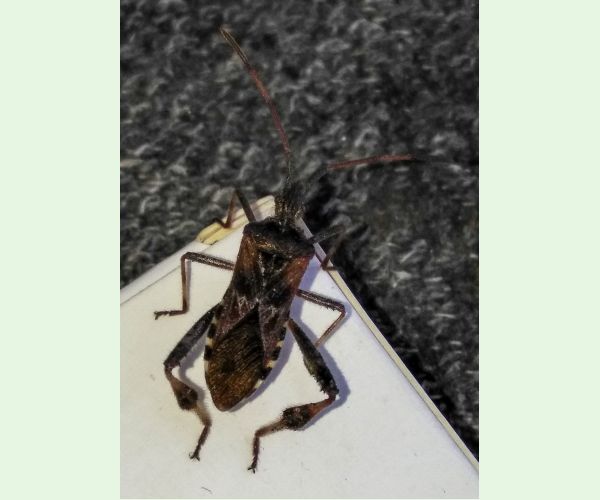 Leptoglossus occidentalis