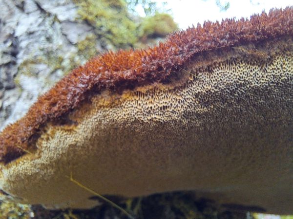 Fungus Inonotus hispidus