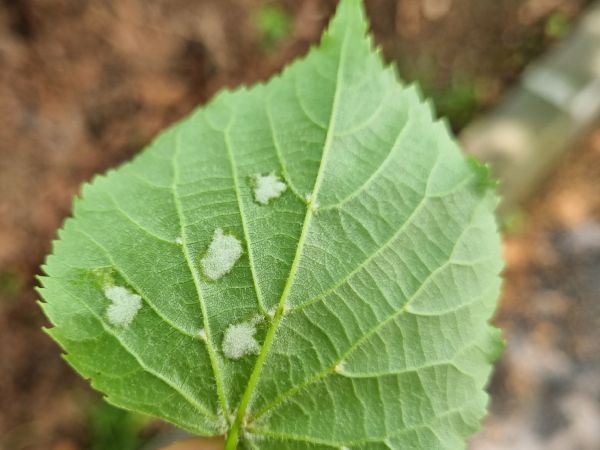 Gall mite Eriophyes leiosoma = exilis