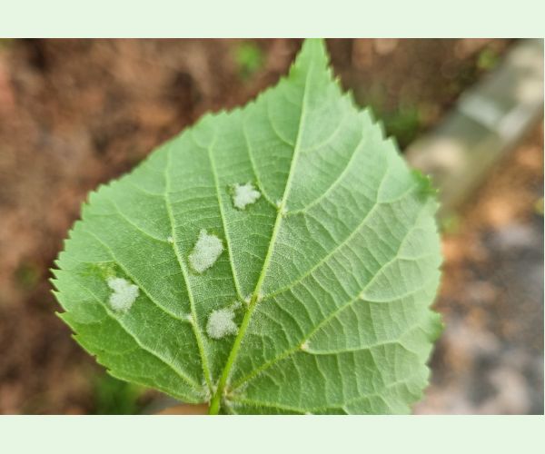 Eriophyes leiosoma = exilis