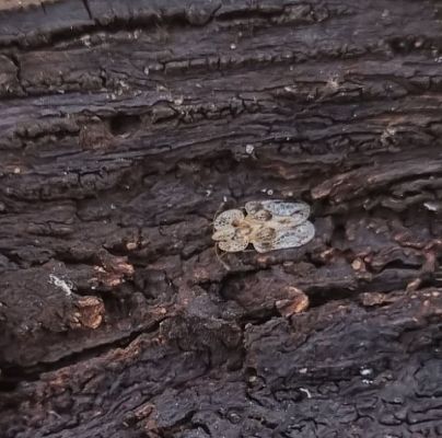 Oak lace bug