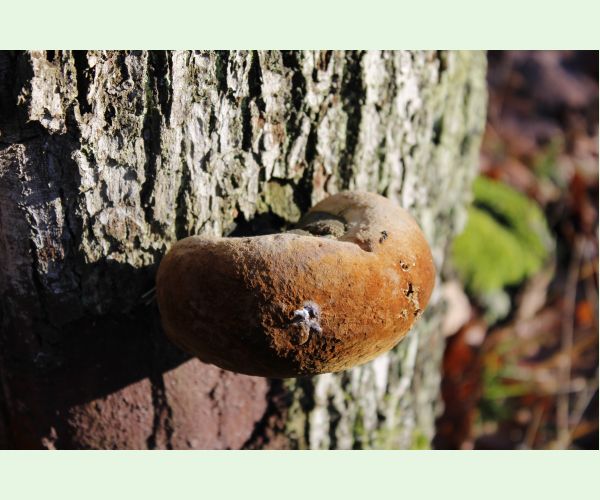 Phellinus robustus