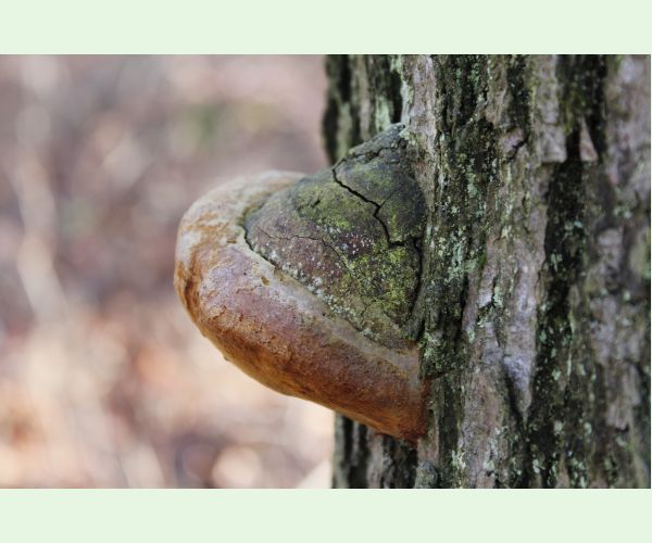 Phellinus robustus