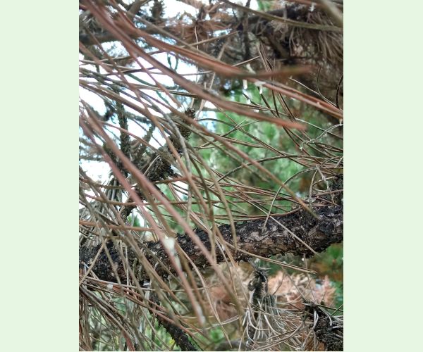 Lophodermium pinastri