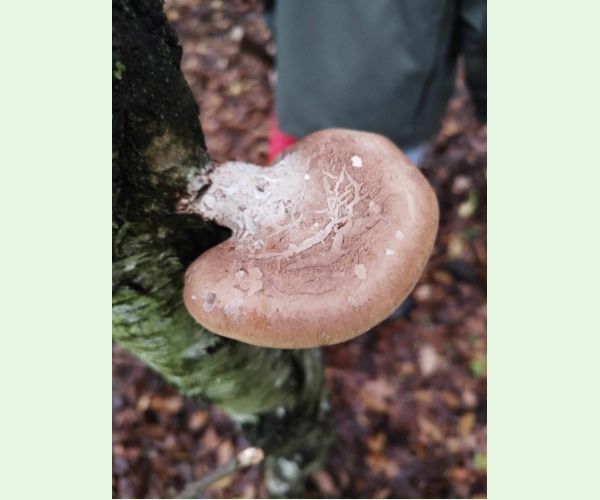 Piptoporus betulinus