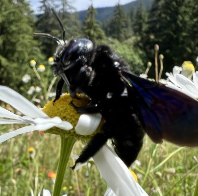 Xylocopa violacea