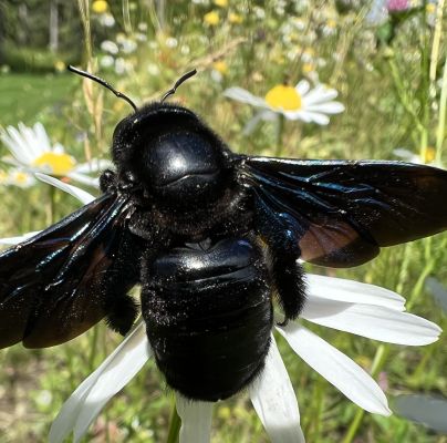 Xylocopa violacea