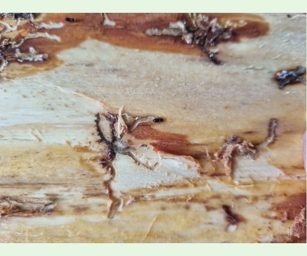 Pityokteines spinidens