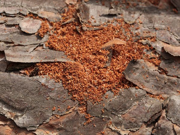 Six-toothed pine bark beetle