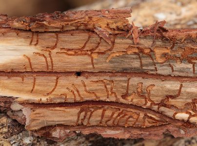 Six-toothed pine bark beetle