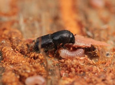 Lykožrút borovicový