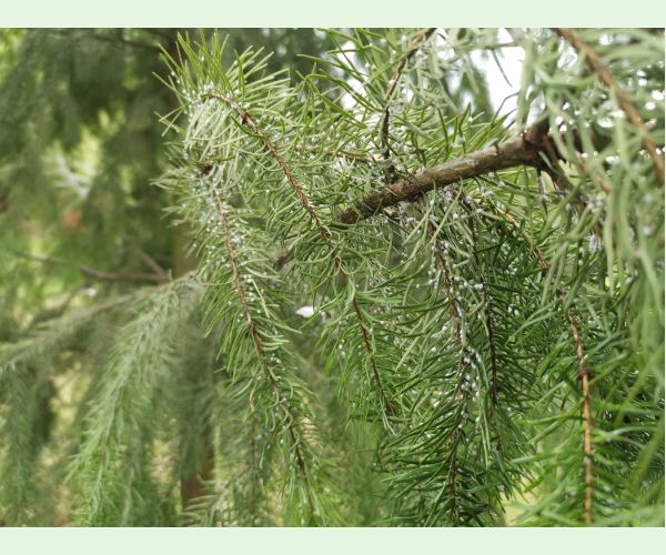 Gilletteella cooleyi