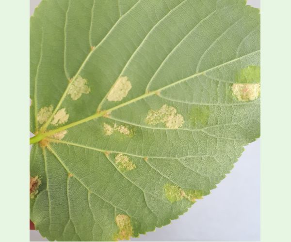 Eriophyes leiosoma = exilis