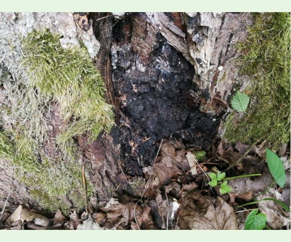 Kretzschmaria deusta