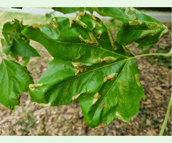 Phyllonorycter platani