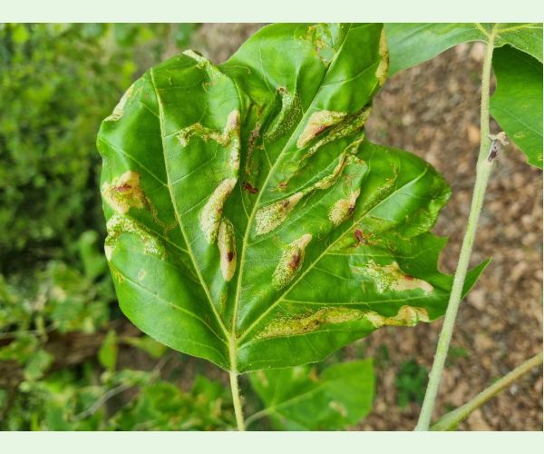 Phyllonorycter platani