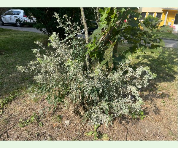 Erysiphe palczewskii