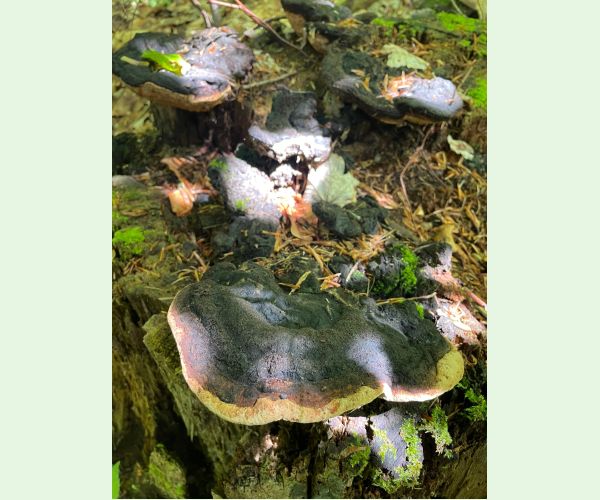 Gloeophyllum odoratum