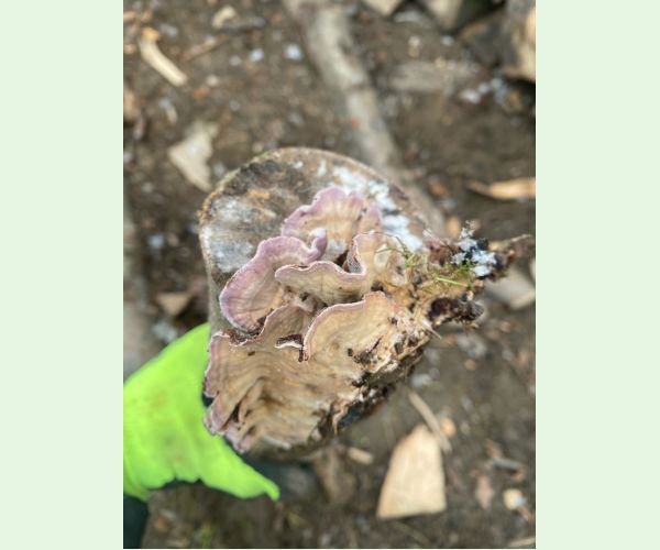 Trichaptum abietinum