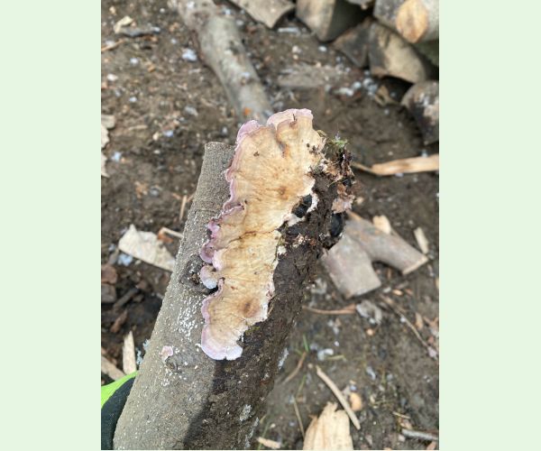 Trichaptum abietinum