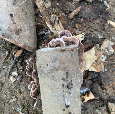 Trichaptum abietinum