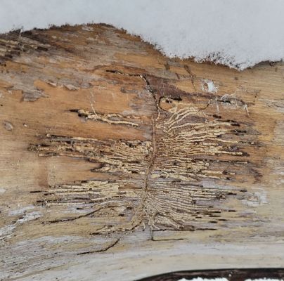 Hylesinus varius (=fraxini)