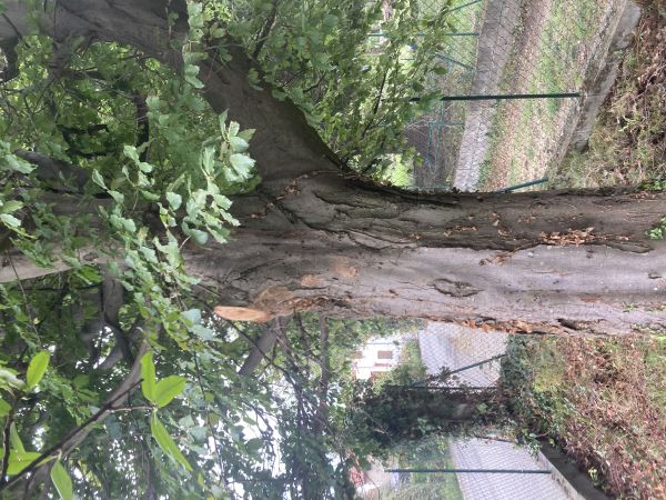 Phellinus ferruginosus