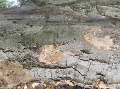 Ohňovec hrdzavohnedý