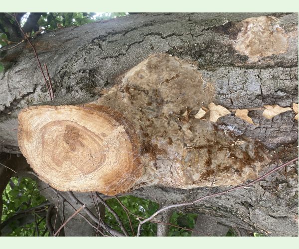 Phellinus ferruginosus