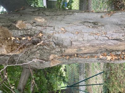 Ohňovec hrdzavohnedý