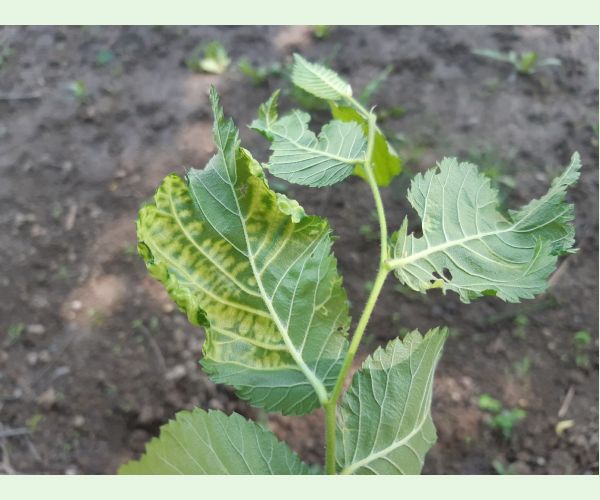 Tetraneura nigriabdominalis