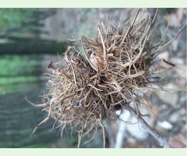 Andricus caputmedusae