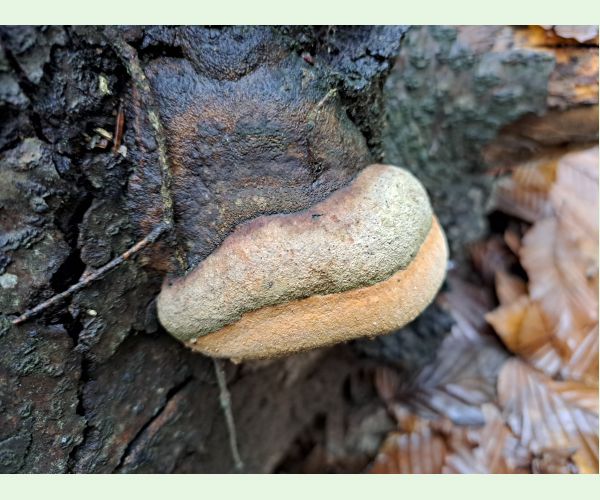 Phellinus hartigii
