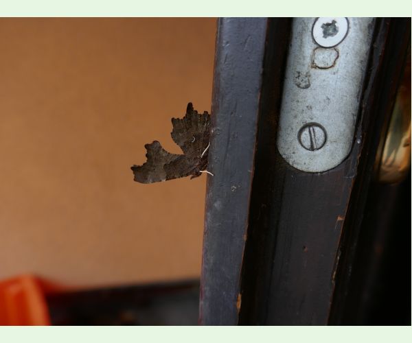 A - nie je v databáze