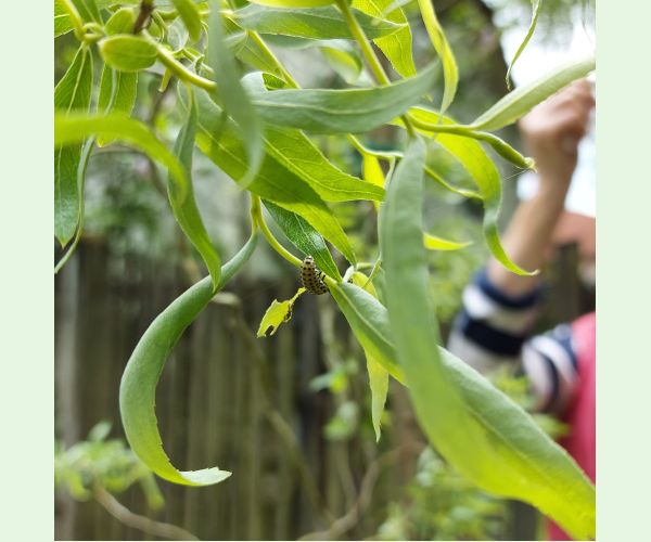 Chrysomela vigintipunctata