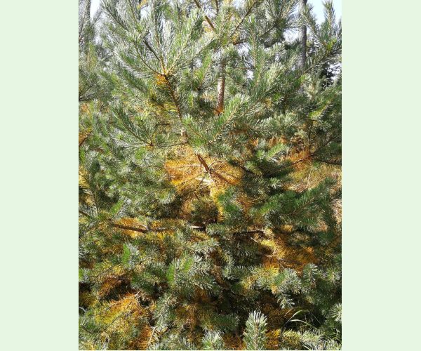 Lophodermium pinastri