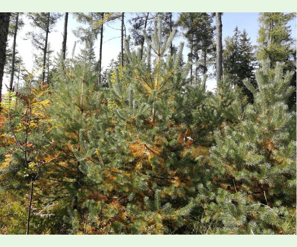 Lophodermium pinastri