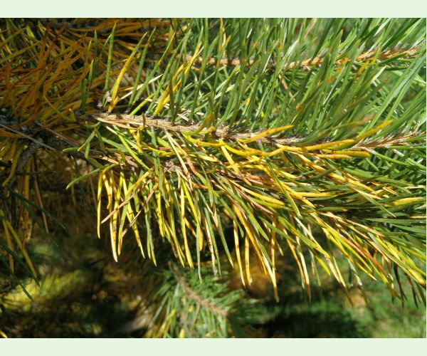 Lophodermium pinastri