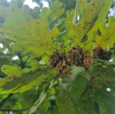 Andricus quercuscalicis