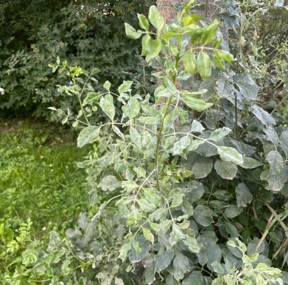 Phyllactinia fraxini