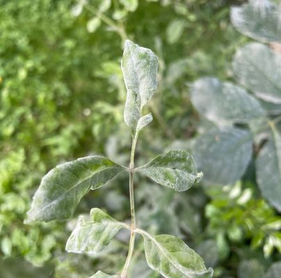 Phyllactinia fraxini