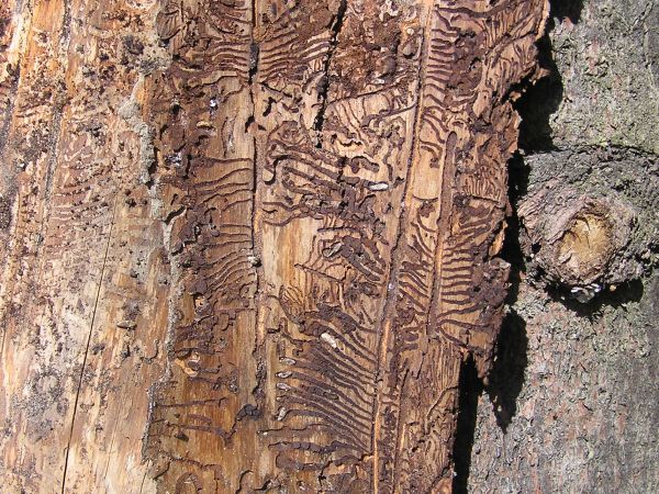 European spruce bark beetle