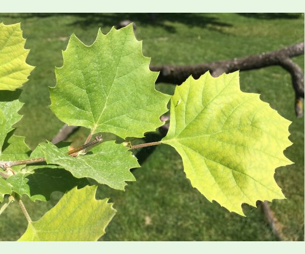 A - nejednoznačne určený, nie sme si istí