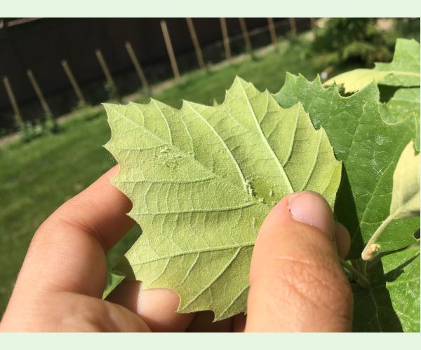 A - nejednoznačne určený, nie sme si istí