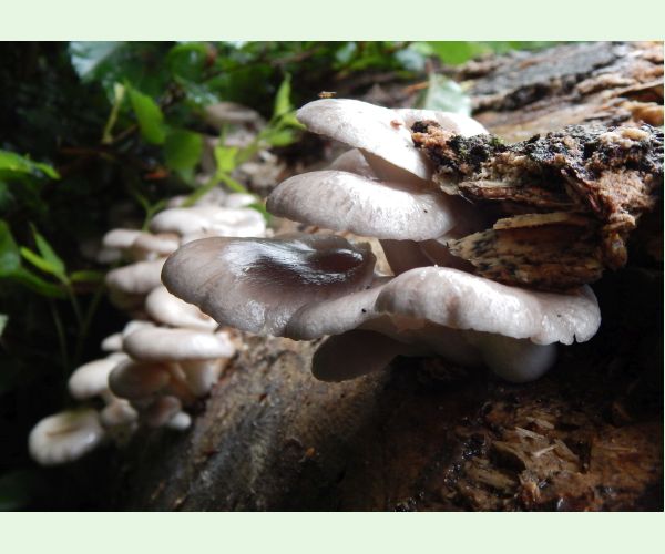 Pleurotus pulmonarius