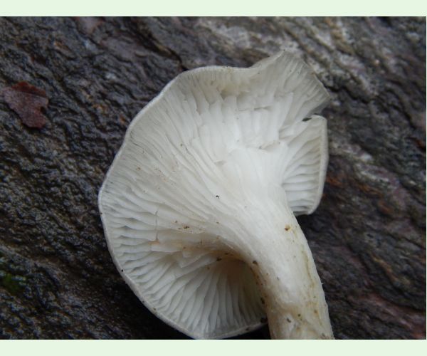 Pleurotus pulmonarius